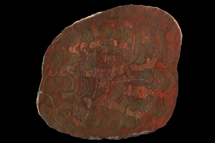 Polished Stromatolite (Inzeria) Section - Million Years #129180